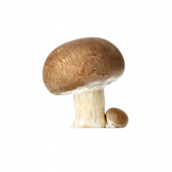 Guide des champignons. de Collectif  Achat livres - Ref R320146187 - le- livre.fr