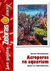 Acroporas en aquarium