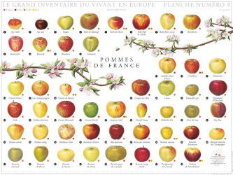 Vous recherchez les meilleures ventes rn Végétaux - Jardins, Affiche Pommes de France