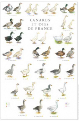 Affiche Canards et Oies de France