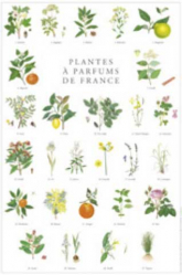 Vous recherchez des promotions en Affiches - Poster, Affiche Plantes à parfums  de France
