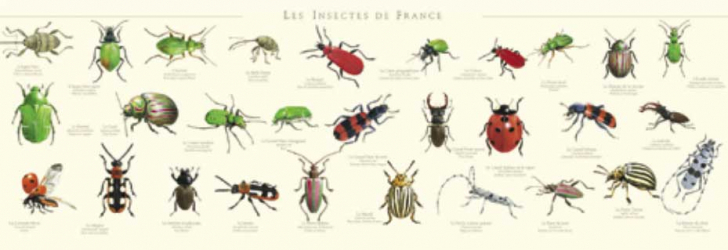 Affiche Les insectes de France