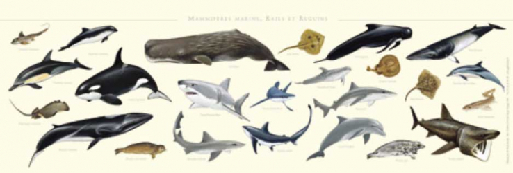 Affiche Les mammifères marins, raies et requins