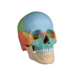 Crâne humain version didactique (en couleur)