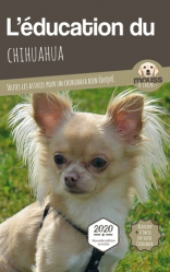 L'éducation du Chihuahua