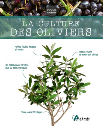 La culture des oliviers
