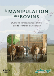 La manipulation des bovins