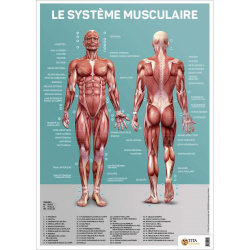 Le système musculaire humain (Poster)