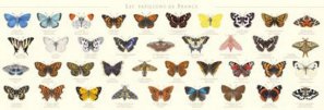 Vous recherchez les meilleures ventes rn Nature - Jardins - Animaux, Affiche Papillons de France