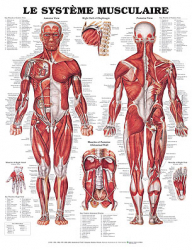 Planche du système musculaire