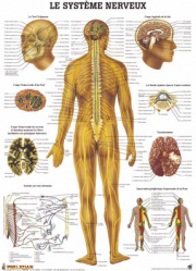 Planche du système nerveux