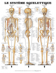 Planche du système squelettique