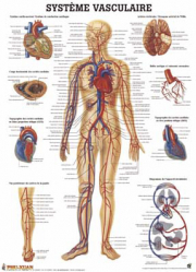 Planche du système vasculaire