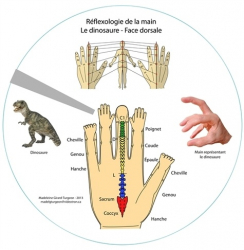 Réflexologie de la main
