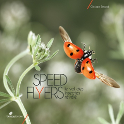 Speed Flyers - Le vol des insectes révélé