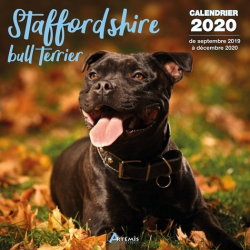 Stafforshire bull terrier