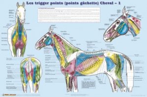 Trigger points (points gâchettes)  : Cheval