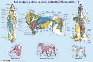 Vous recherchez les meilleures ventes rn Pratique vétérinaire, Trigger points (points gâchettes) : Chien-Chat