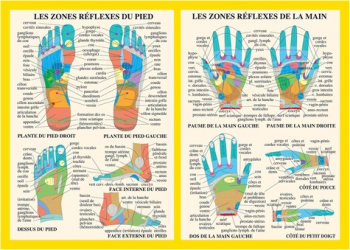 Zones réflexes de la main et du pied