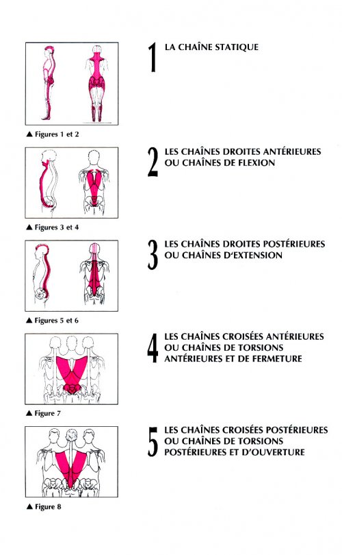 les chaines musculaires busquet pdf des